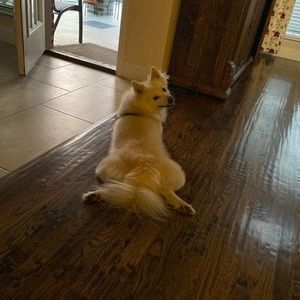 Meet your Posher, Steve